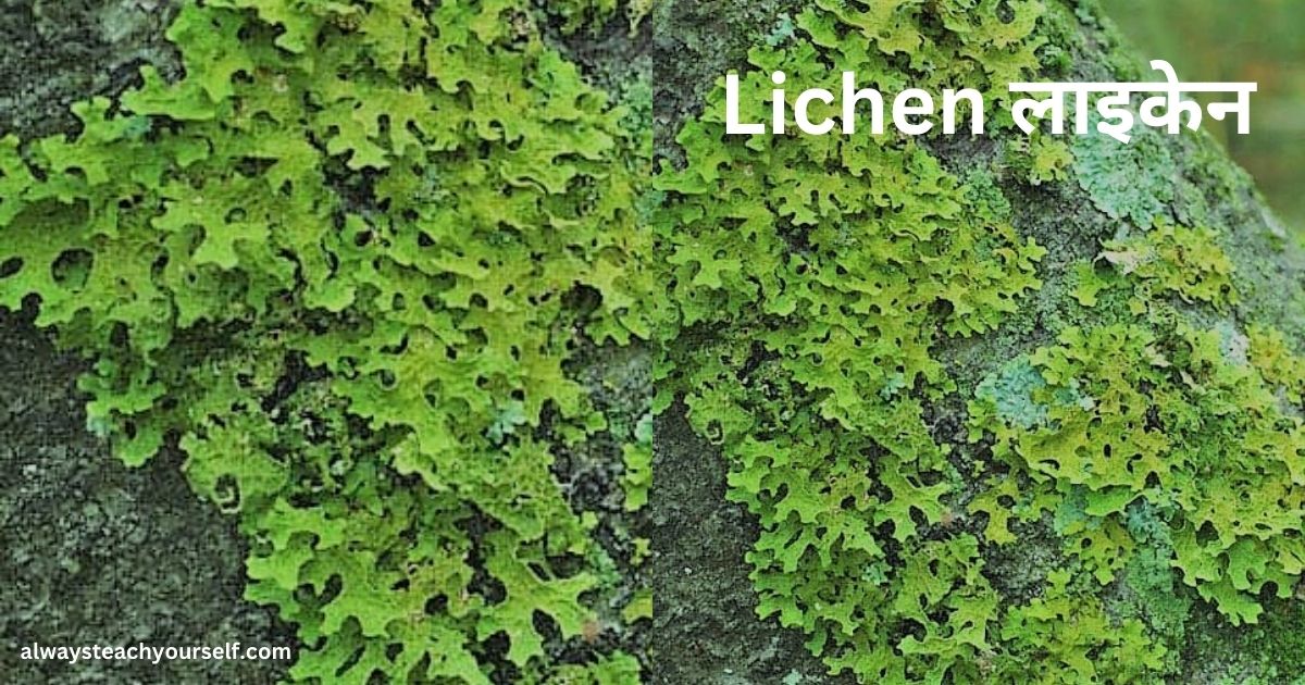 Lichen लाइकेन