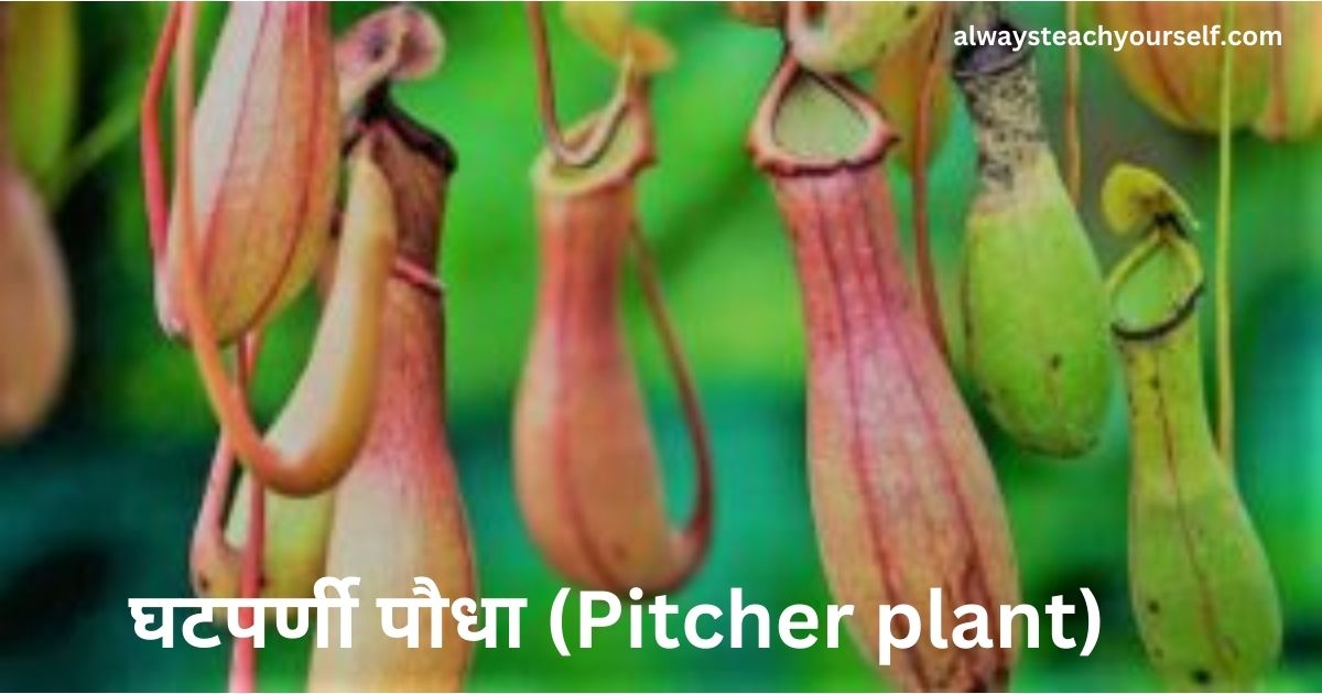 घटपर्णी पौधा (Pitcher plant)