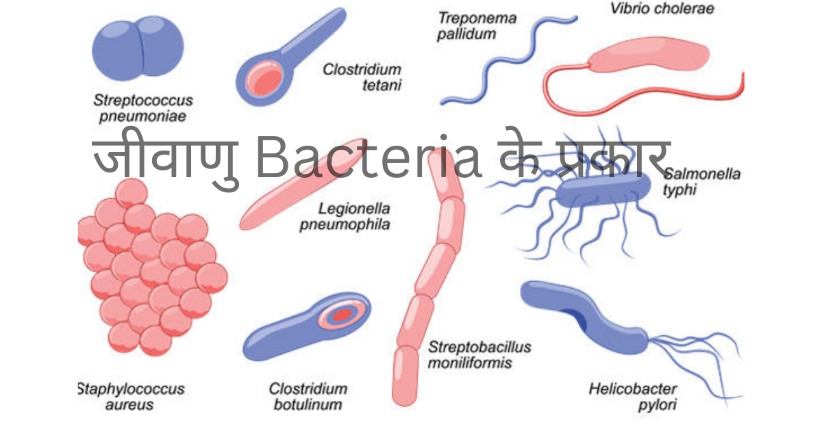 जीवाणु Bacteria के प्रकार