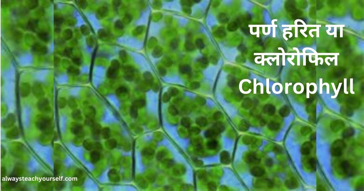 पर्ण हरित या क्लोरोफिल Chlorophyll