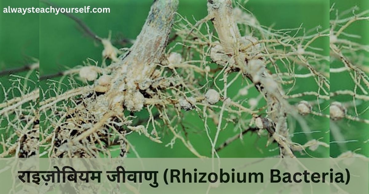 राइज़ोबियम जीवाणु (Rhizobium Bacteria)