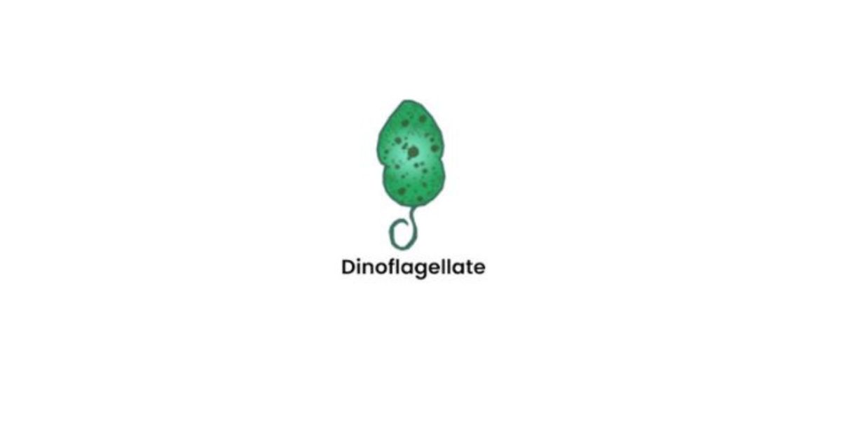 Protista Jagat Dinoflagellate